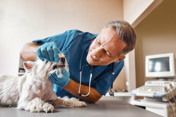 Best Emergency Tooth Extraction in Pomona, NY